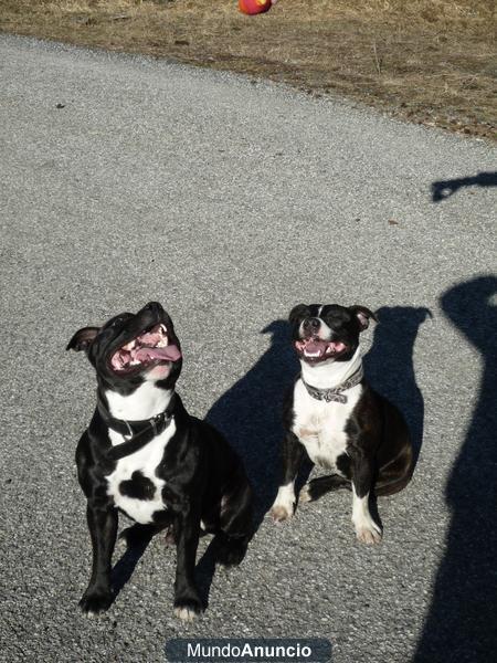 Camada Staffordshire Bull Terrier