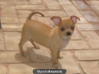 chihuahuas - mejor precio | unprecio.es