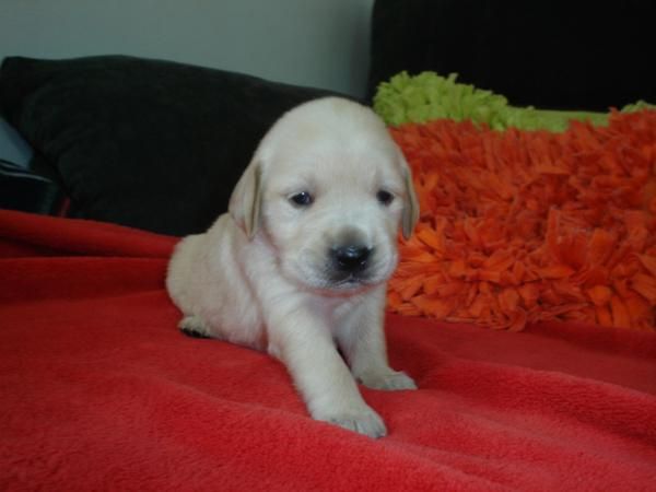 golden retriever camada a 250 negociables