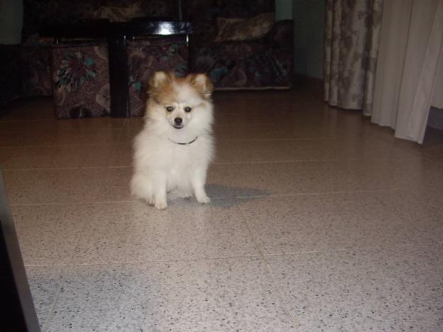 pomerania linea americana