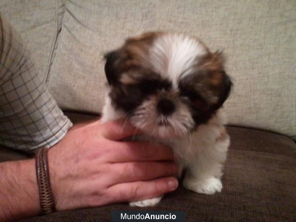 Vendo cachorro shihtzu