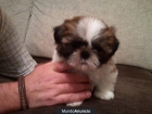 Vendo cachorro shihtzu - mejor precio | unprecio.es