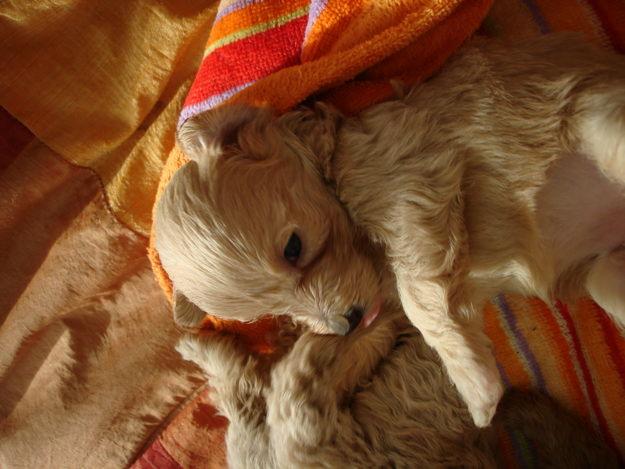 Vendo cachorros caniche enano apricot con pedigree