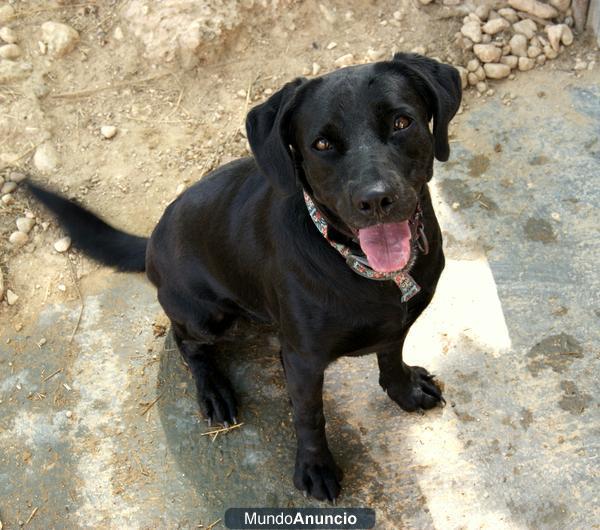 Labradora 3 años en adopción