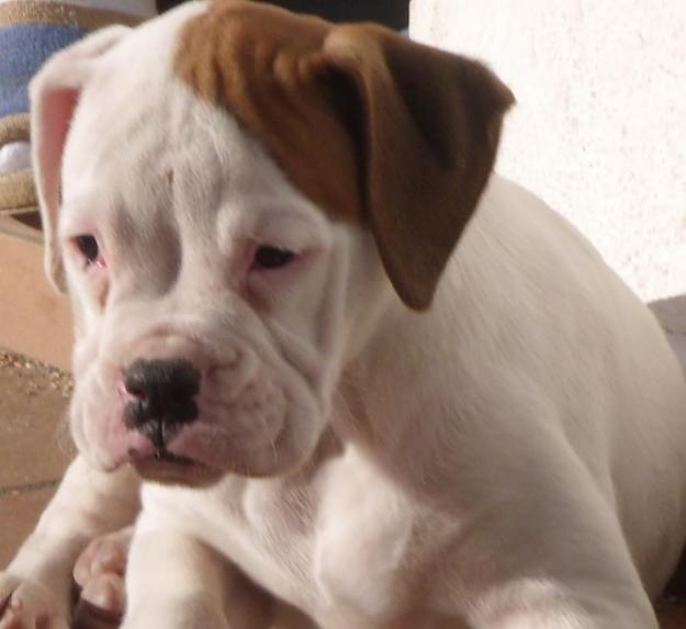 BOXER BLANCO CON MANCA MARRÓN EN OREJA PERDIDO!!! PROVINCIA BADAJOZ!!! AYUDA POR FAVOR!!!