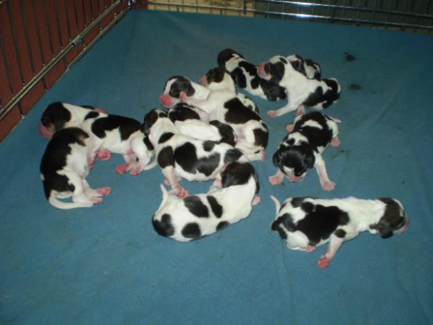 camada de beagle cachorros