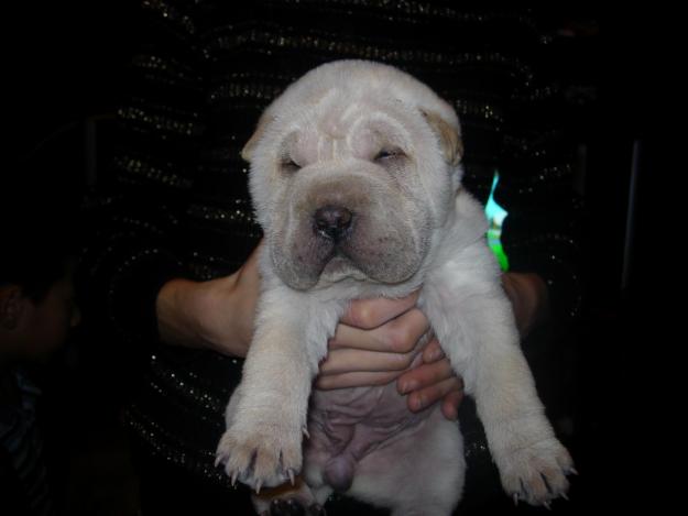 camada de shar-pei