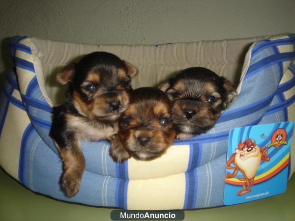 miniaturas de yorkshire terrier