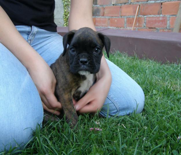 Precioso Cachorro Boxer