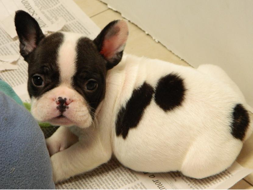 Precioso cachorro de bulldog frances