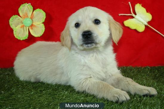 Preciosos cachorros de Golden, economicos