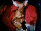 Se venden cachorros de mini pinscher nacidos el 3 de marzo de 2010. - mejor precio | unprecio.es