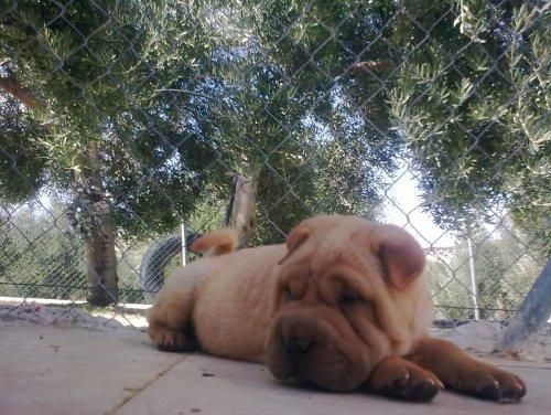 SHAR PEI CON PEDIGRI PRECIOSO 300 euros