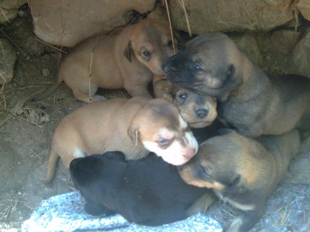 Urgente¡¡¡Mama y sus cachorros