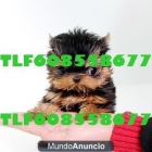 YORKSHIRE TOY 345€ TLF608558677 - mejor precio | unprecio.es