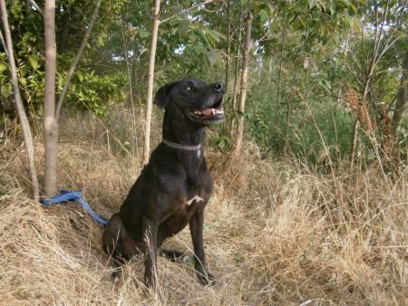 Sultan, perro macho , Dócil y Bueno