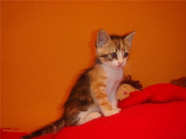 ANNI, preciosa gatita de 1 mes y medio busca familia--   VALENCIA