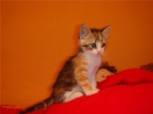 ANNI, preciosa gatita de 1 mes y medio busca familia-- VALENCIA - mejor precio | unprecio.es