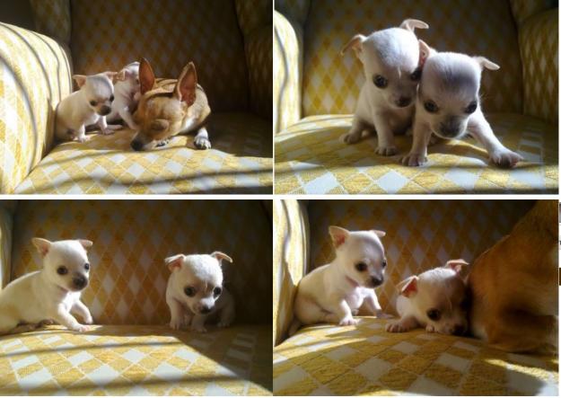 Cachorritos Chihuahua