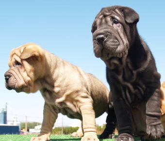 Cachorritos Shar-pei, economicos