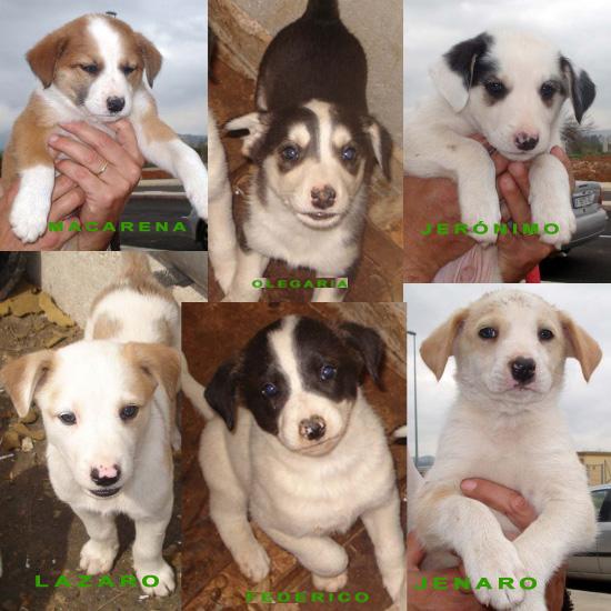 CACHORROS EN ADOPCION