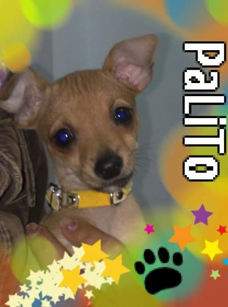 chihuahua con mini pinsher 200