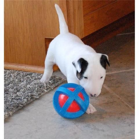 encantadora y adorable cachorro bull terrier como regalo