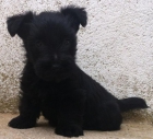 Scottish Terrier, preciosos cachorros nacionales ! - mejor precio | unprecio.es