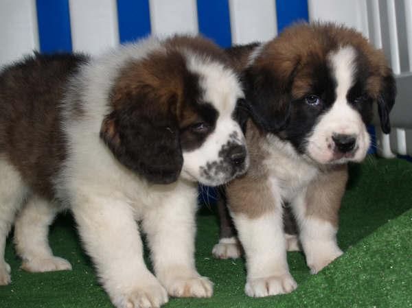 Se venden impresionantes cachorros de San Bernardo. Cádiz