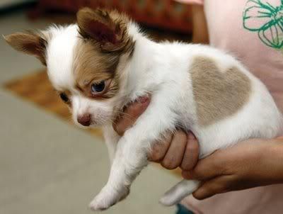 Si llamas por un Chihuahua de Bolsillo