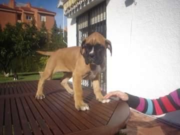 tres cachorros de boxer con peedigri