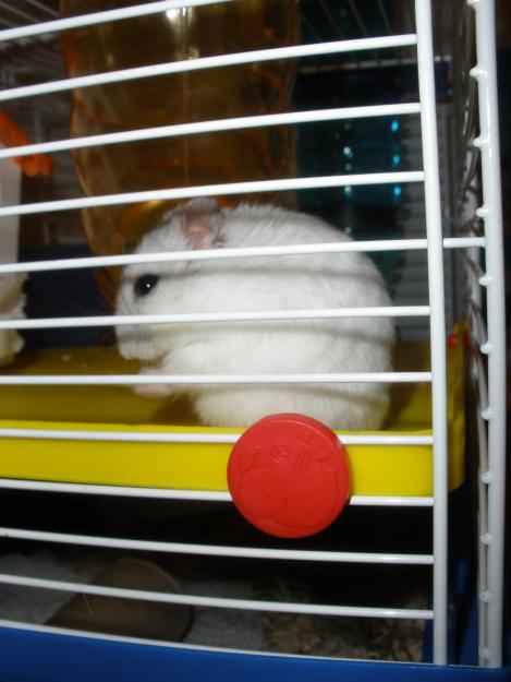 vendo hamster rusa perla + jaula nueva