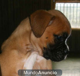 Vendo preciosa camada de Boxer - Madrid