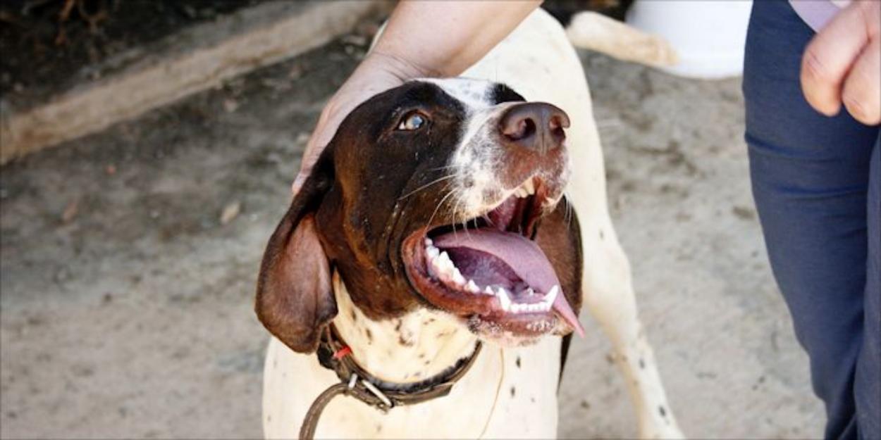 SAMBA, pointer en adopción