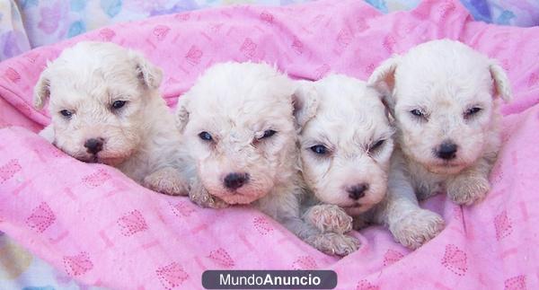 BICHON FRISE PRECIOSA CAMADA