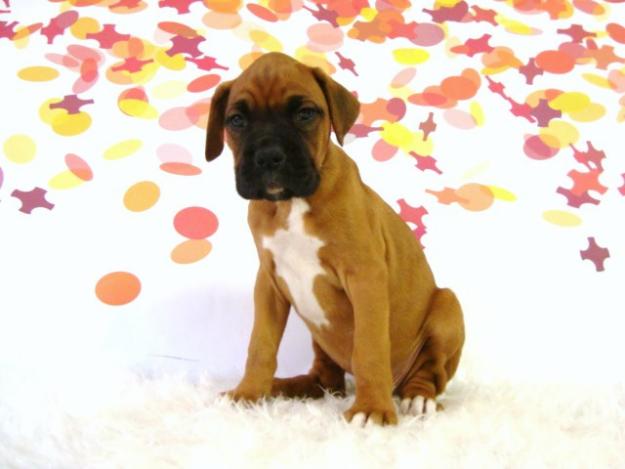 Boxer cachorros disponibles para entrega , fotos actuales , nucleo zoologico 6824