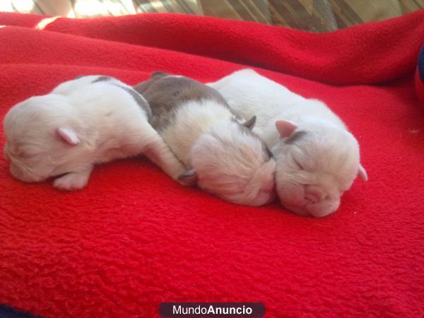 se vende cachoros de bulldogs ingles