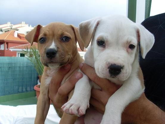 Se venden 2 cachorros de Stafford Americano