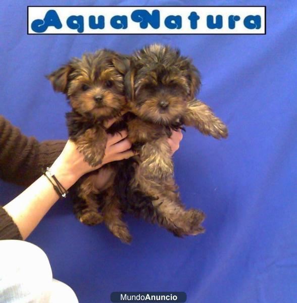 YORKSHIRE TERRIER, perros, cachorros –GARANTIA AQUANATURA- criadero, venta.  Camada preciosa de yorkshires, disponemos d