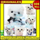 Bichon maltes toy en madrid tienda de cachorros - mejor precio | unprecio.es