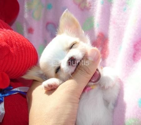 BONITOS CACHORROS DE CHIHUAHUA