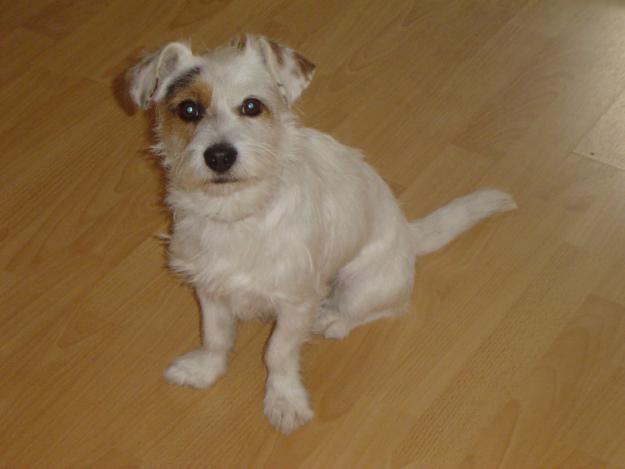 busco hembra jack russell terrier para aparear con macho