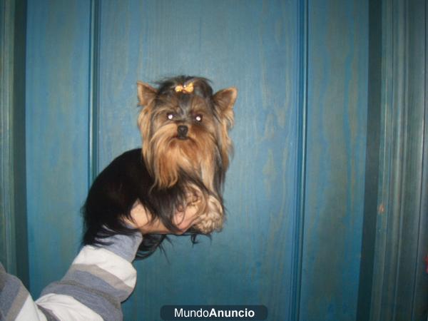 cachorritos toys nacionales de yorkshire terrier con pedigri de loe