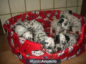 cachorros dalmata esperando a que les den una oportunidad