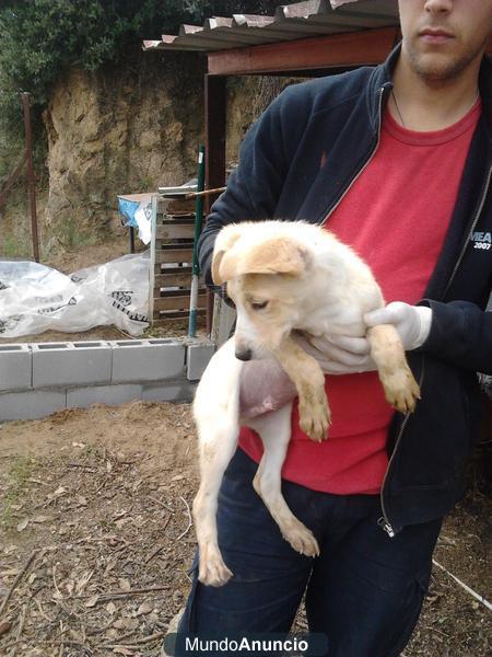 cachorros en adopcion