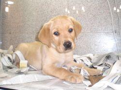 CAMADA DE LABRADOR RETRIVER