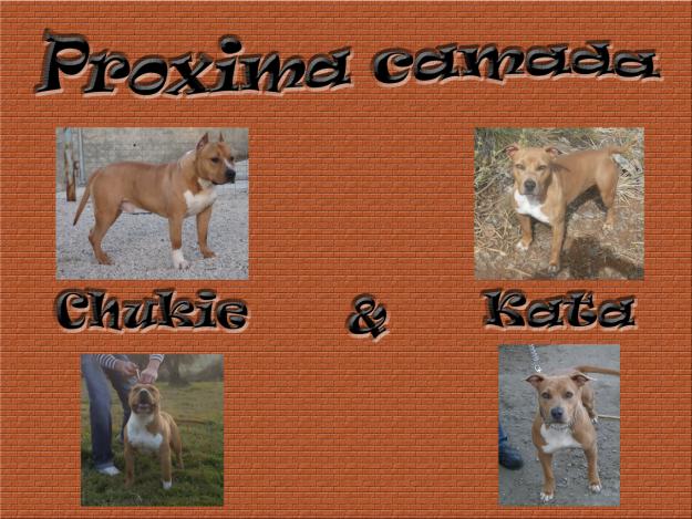 Proxima camada de American Staffordshire Terrier en Malaga