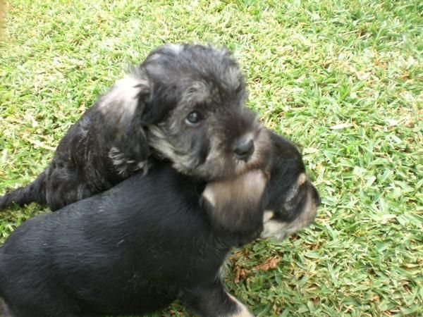 Se vende schnauzer miniatura