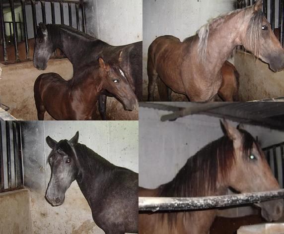 Vendo caballos y potrillos pura raza Murcia potros potrillas murcia caballos