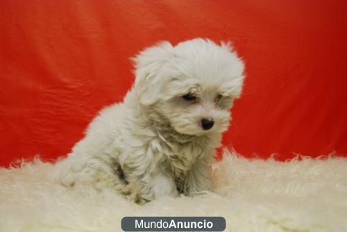 BICHON MALTESES CON 2 MESES CACHORROS DE CALIDAD